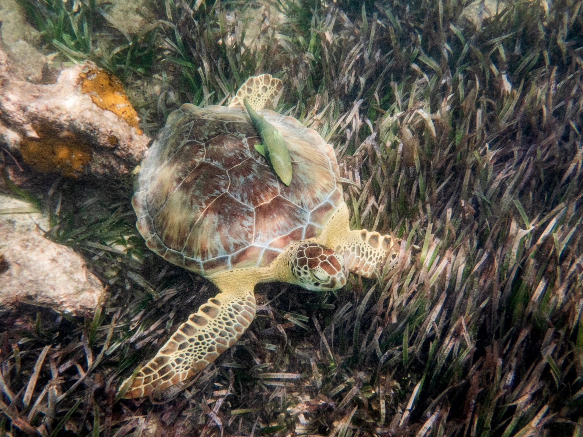 Observation des tortues marines