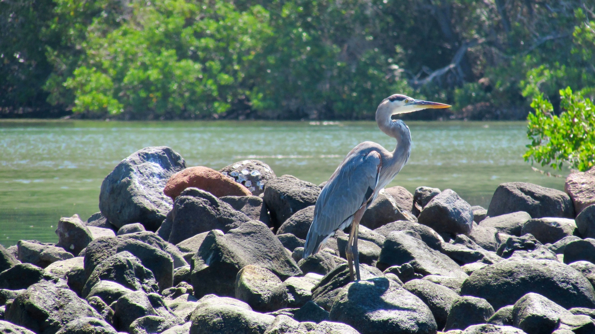 Faune de l'île d'Espiritu Santo