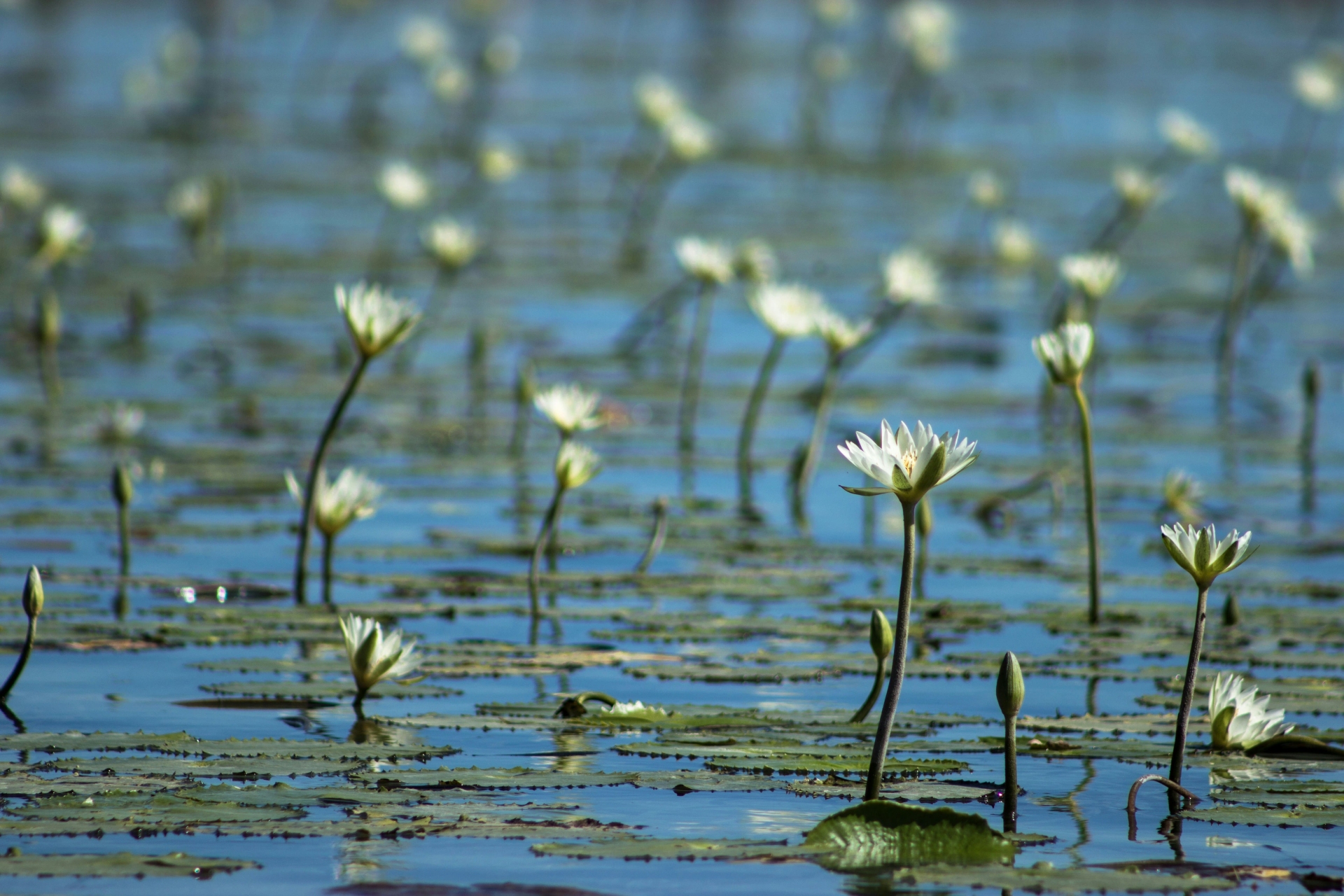 Sur la lagune de Bacalar