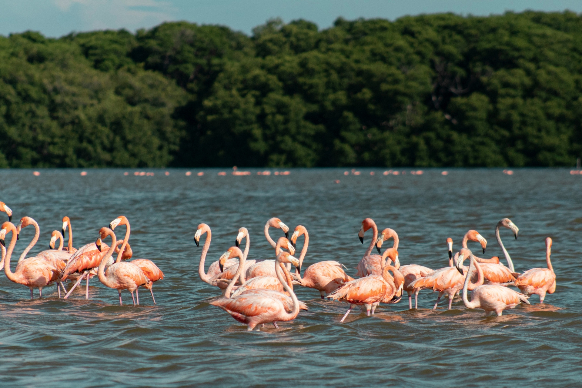 flamant-rose-celestun-virginie-fialon