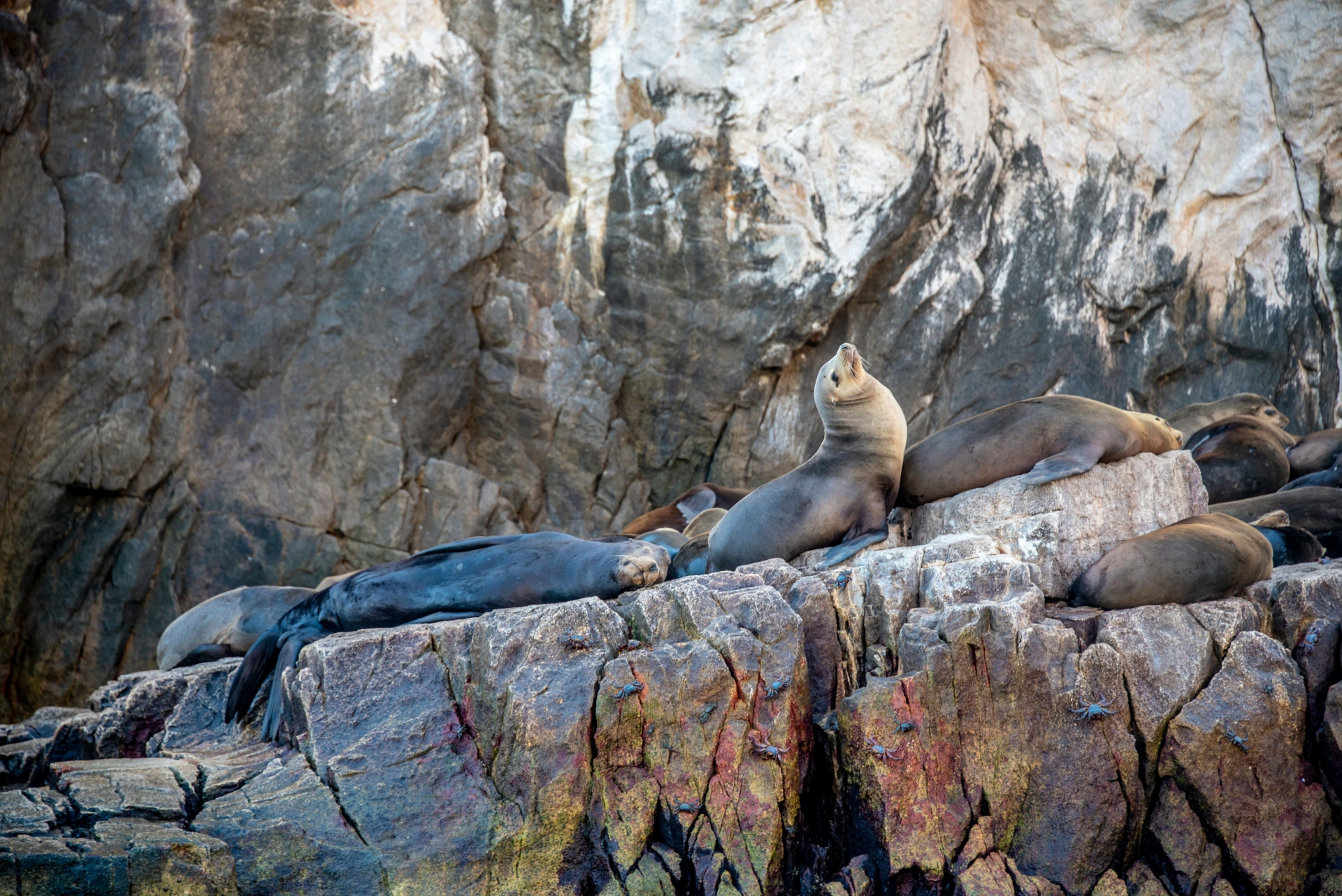 Les lions de mer