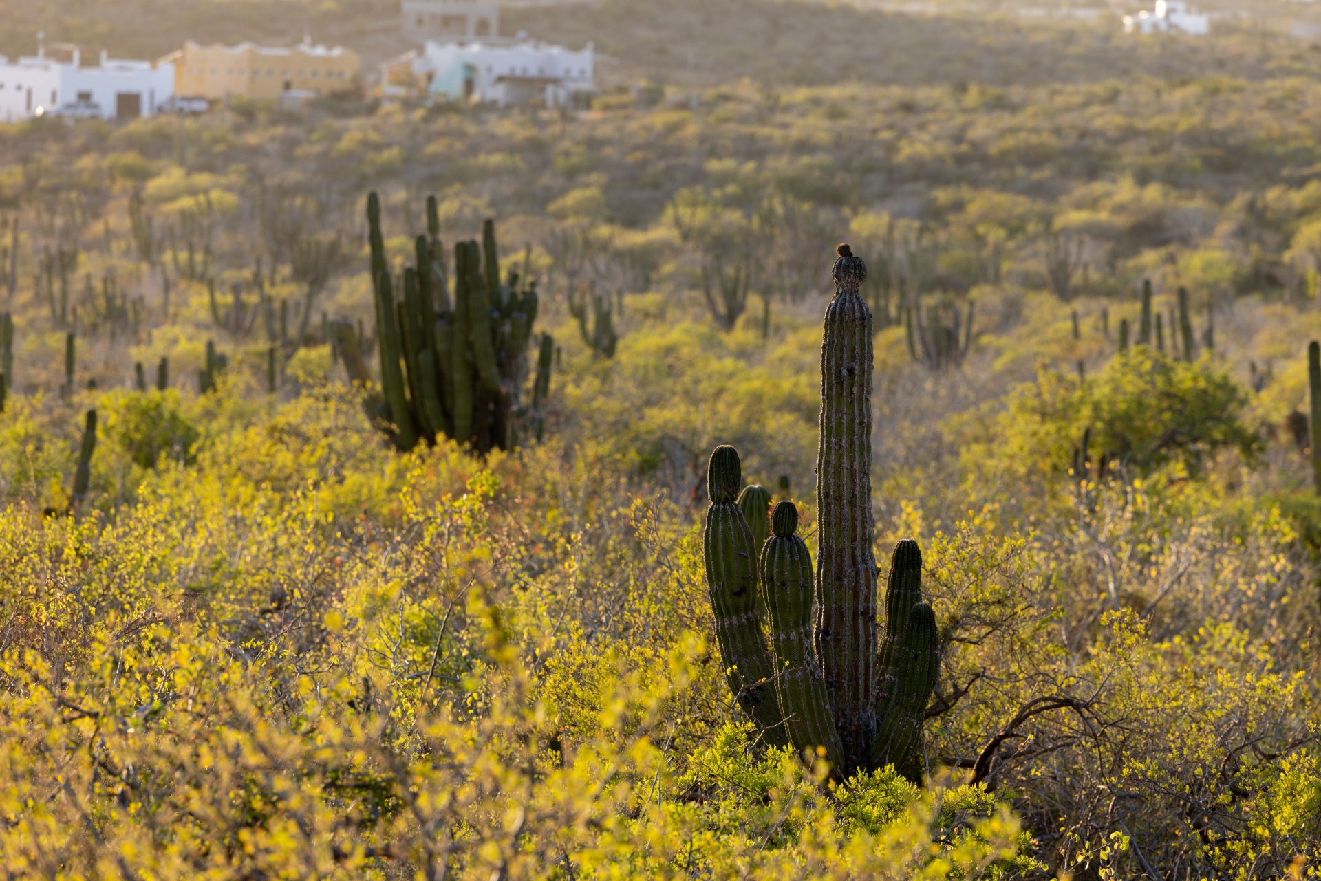paysages-mexique-josh-withers