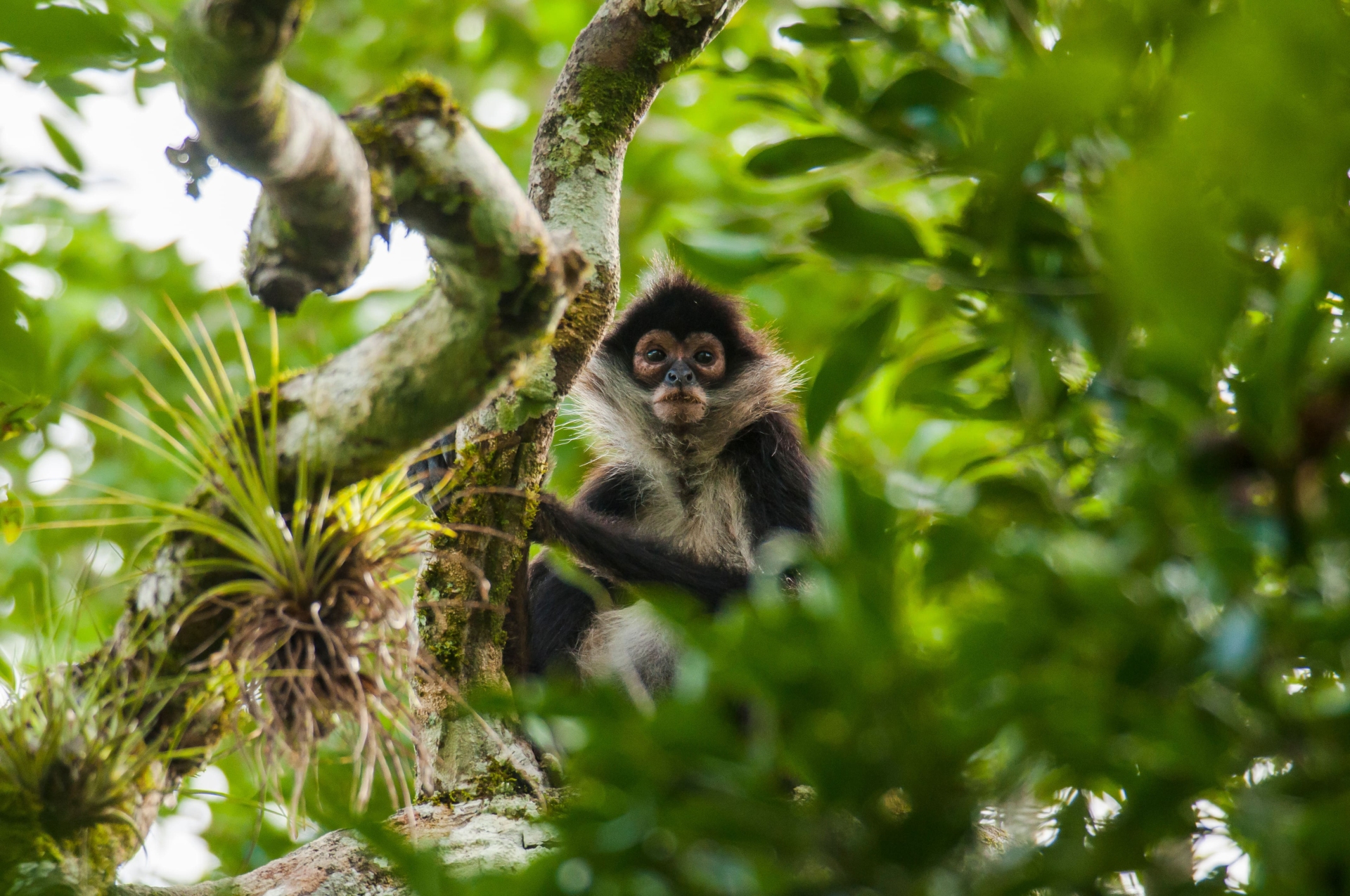 Les singes araignées de Calakmul