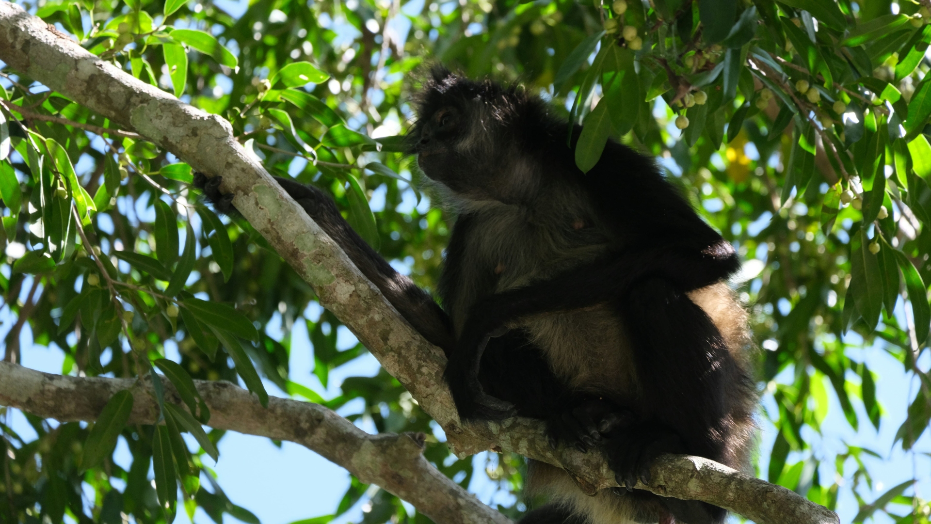 Les singes araignées