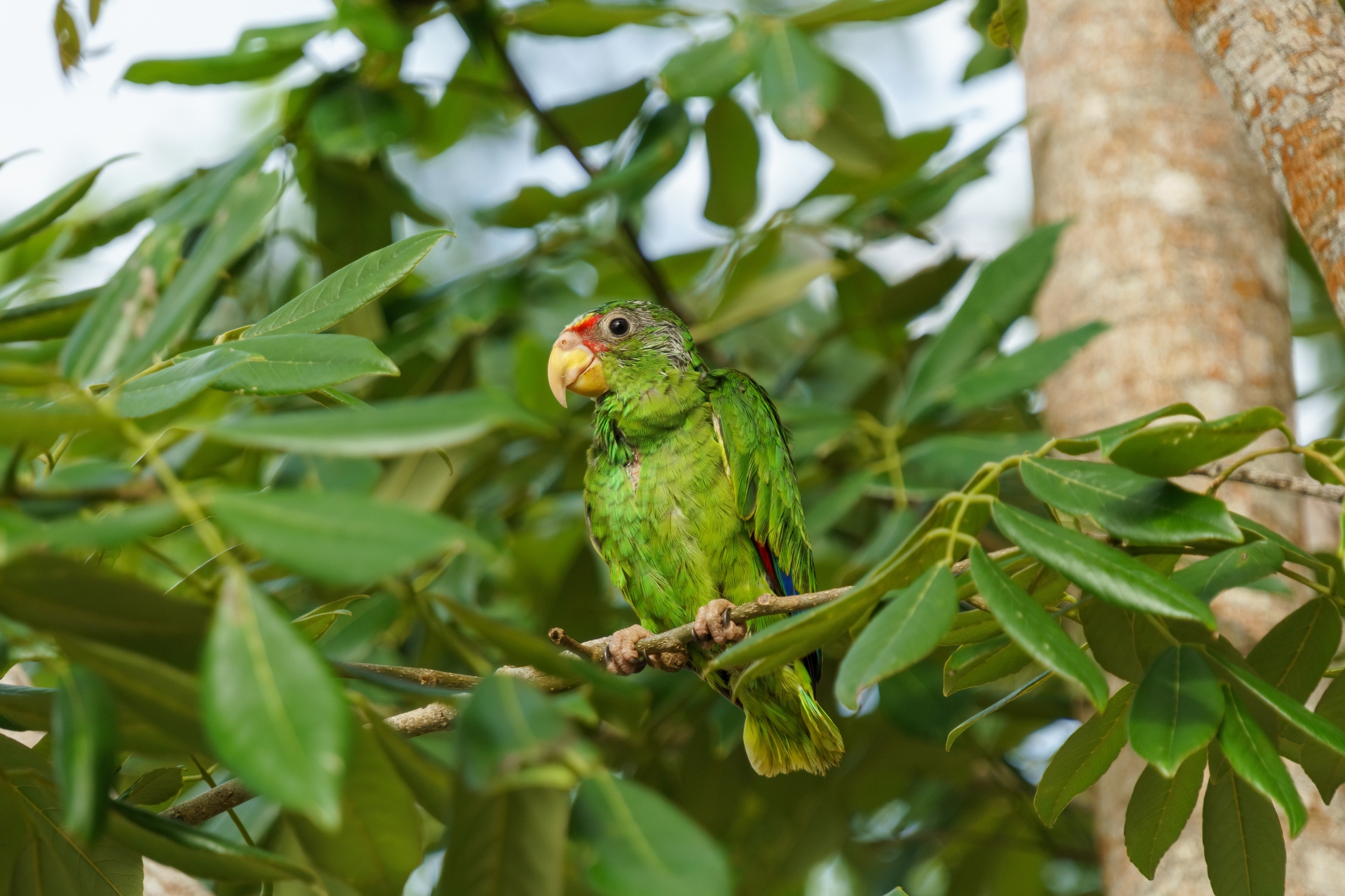 La faune de Bacalar