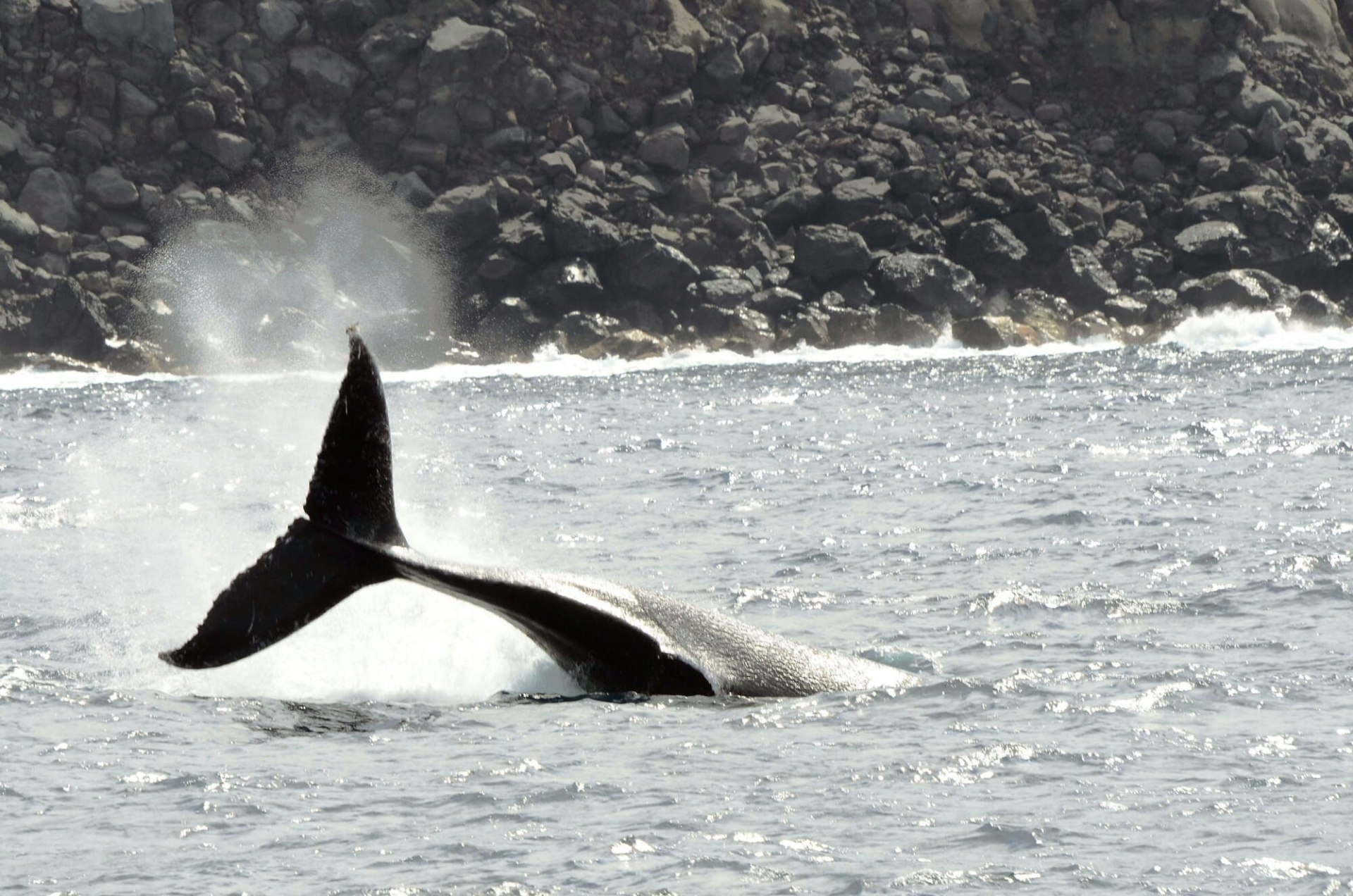 Baleine au Mexique