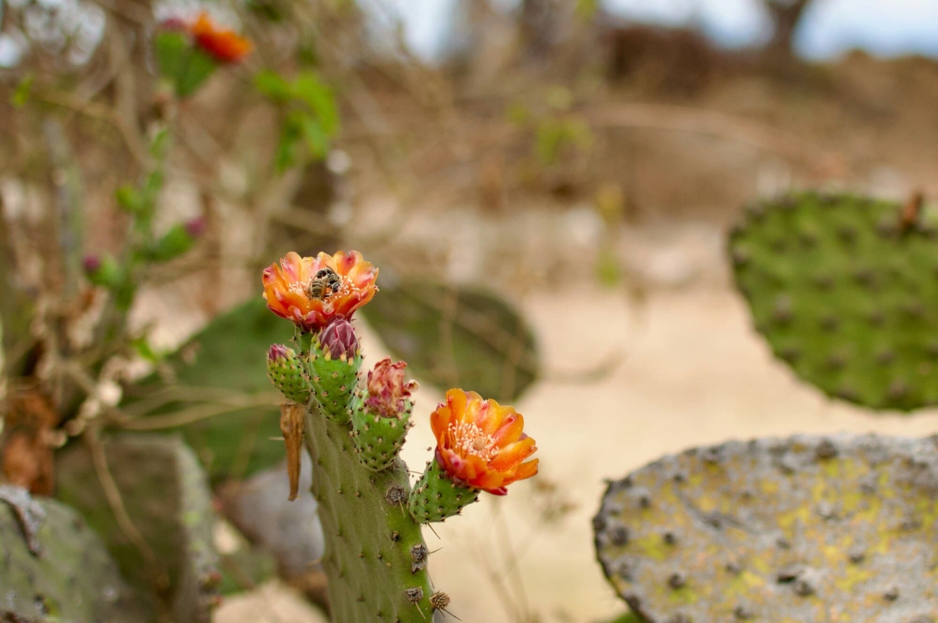 Cactus en fleur
