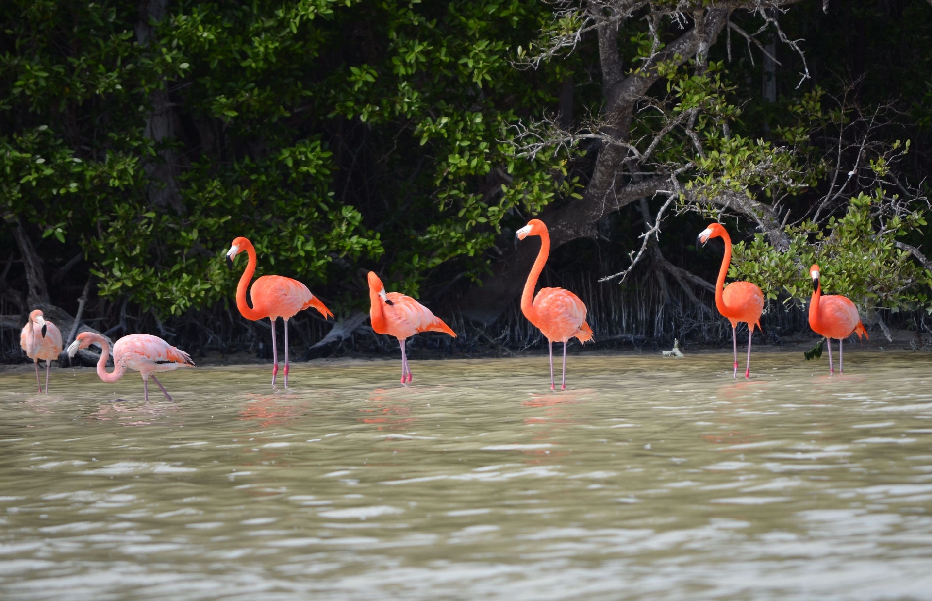 flamants-roses-mexique-adobe