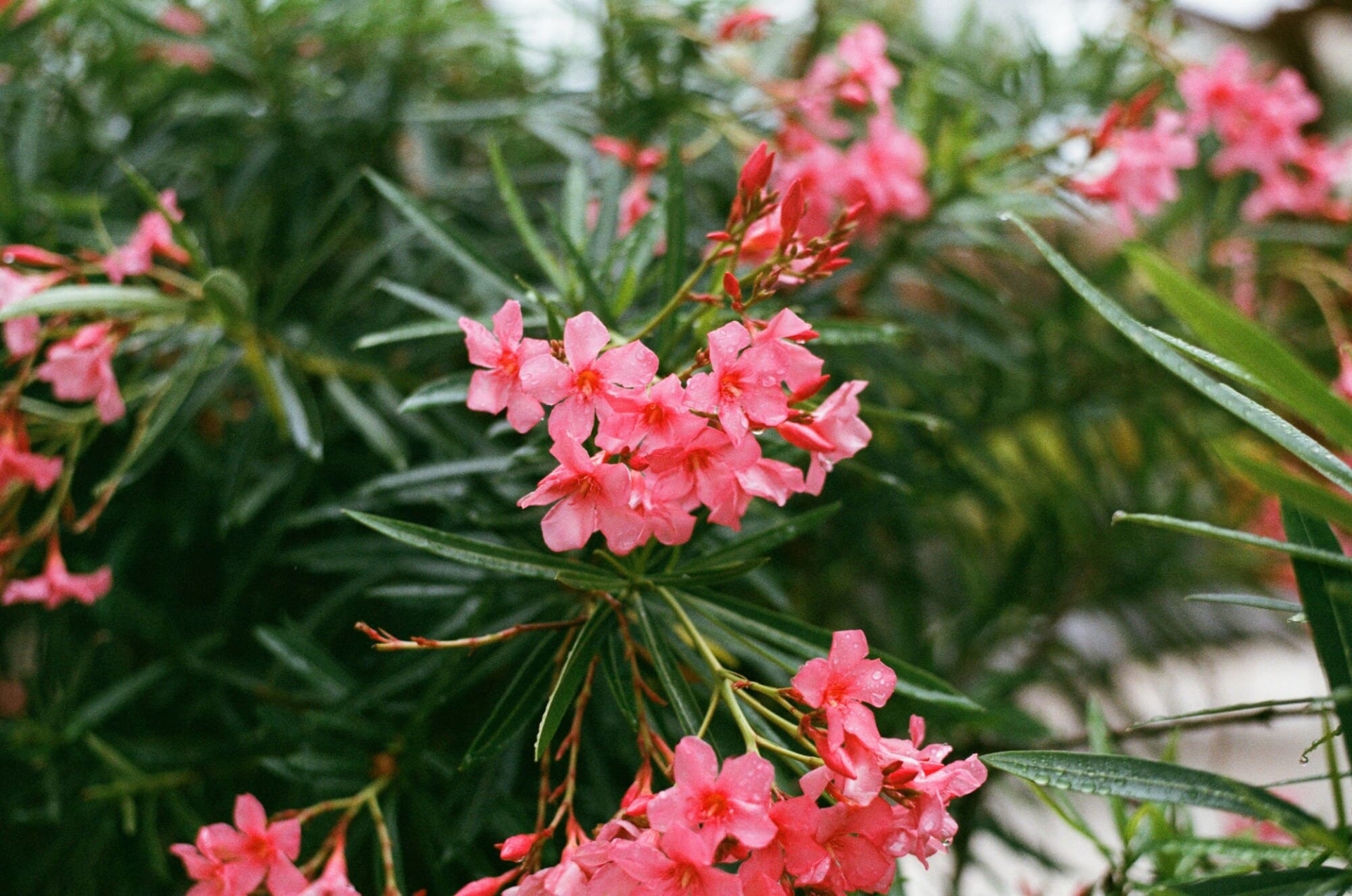 Fleurs