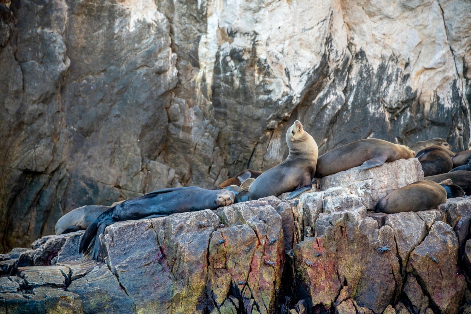 Lions de mer