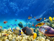 poissons-barriere-corail-plongee-belize